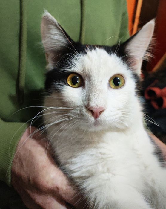 Котик ищет дом !