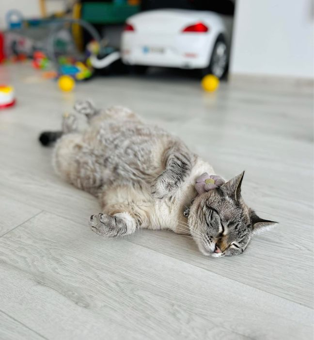 Donez pisică adultă