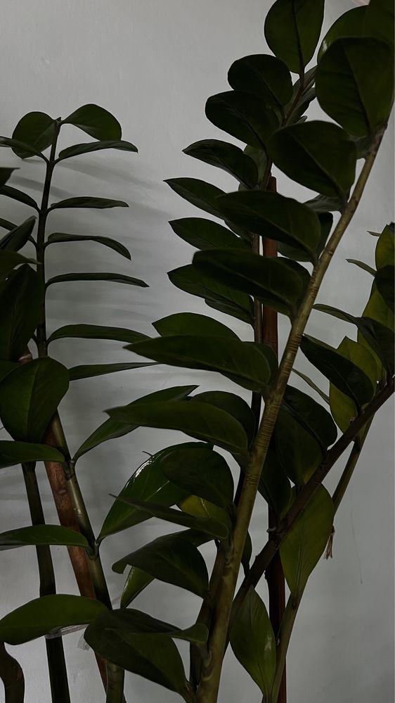 Замиокулькас (денежное дерево)