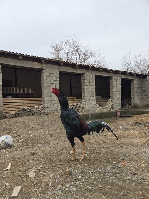 Шу хуроз ва  товукларни "тухуми" сотилади