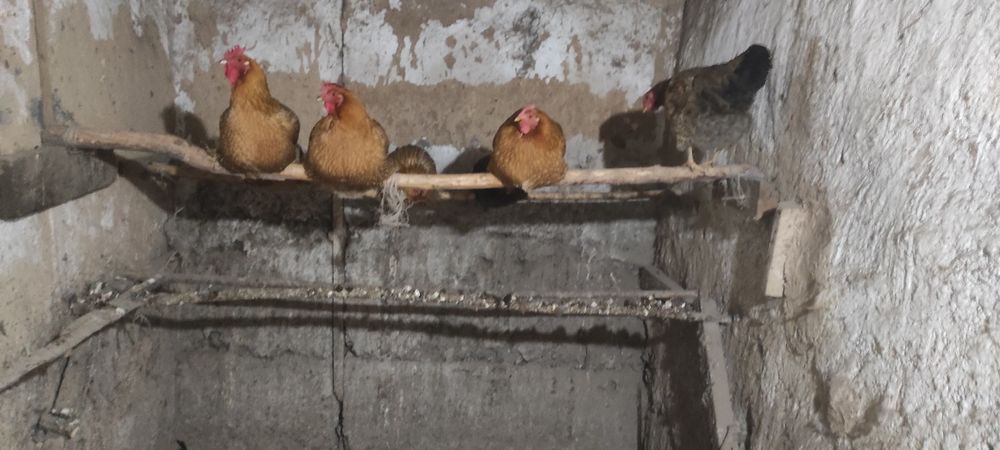 Продам курей, несушек,  молодые, несутся.
