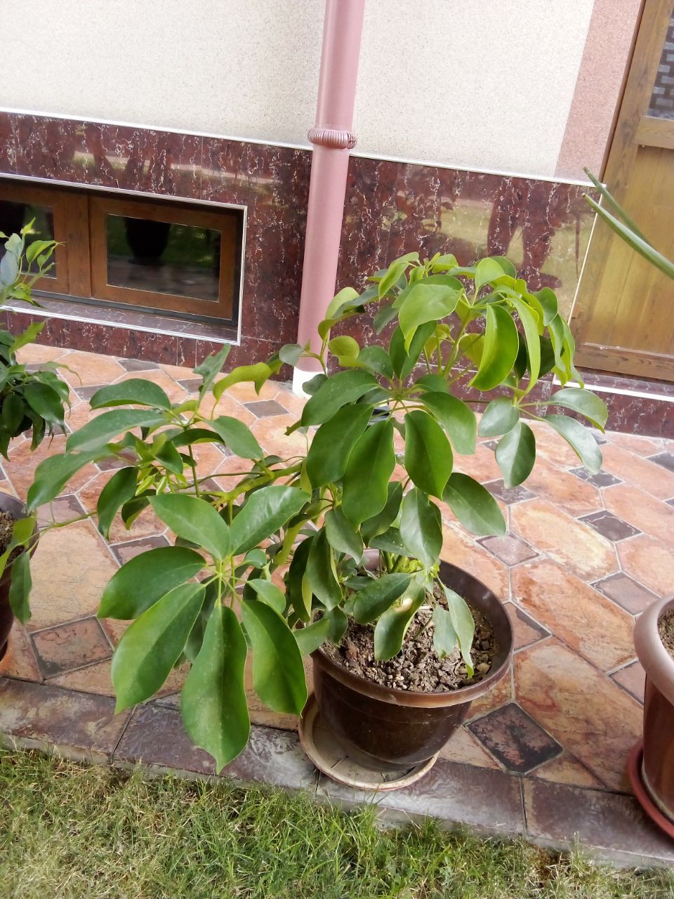 Gullar sotiladi xonaki