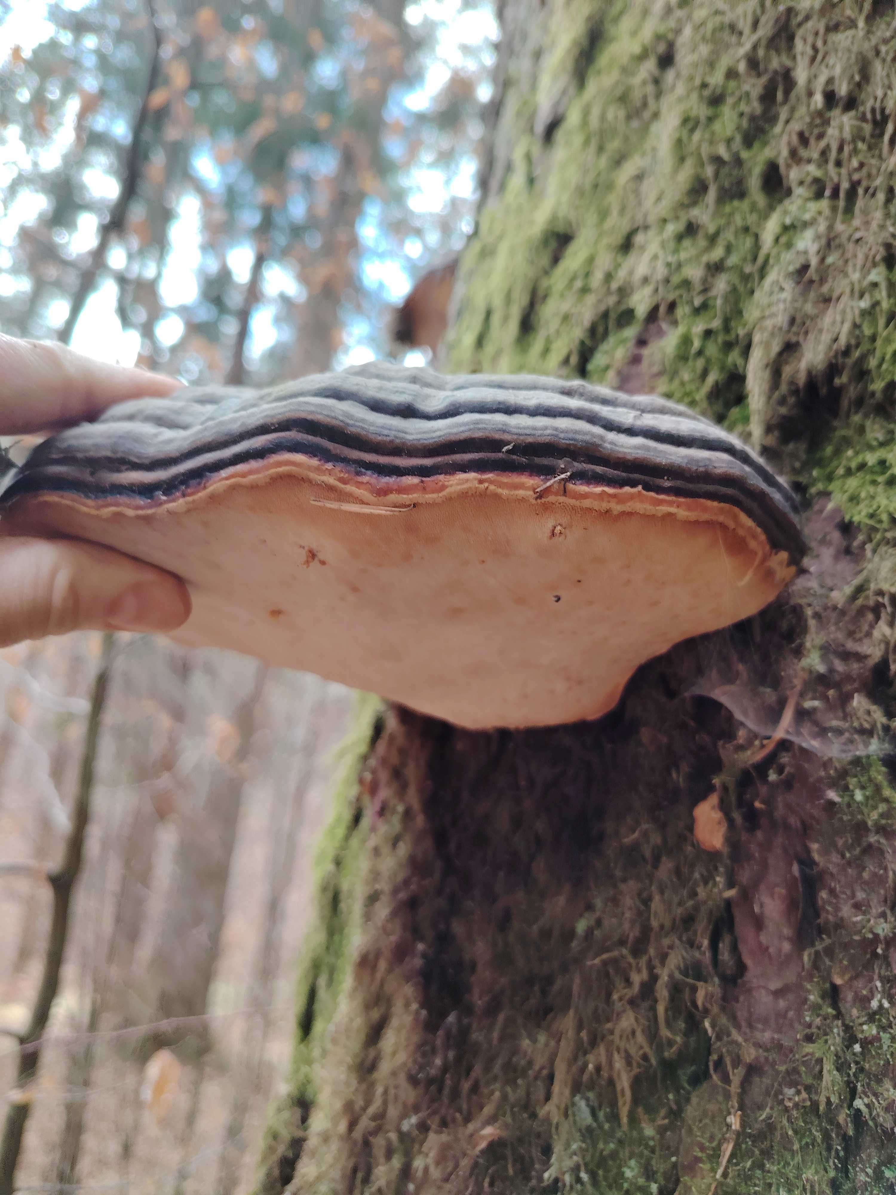 Ciuperci medicinale, FOMITOPSIS PINICOLA, bucati