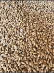 Triticale ,grau furajer