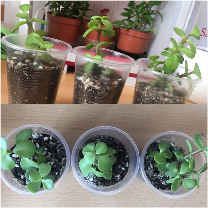 Суккуленты: эхеверии, пахифитумы, каменная роза и прочие.