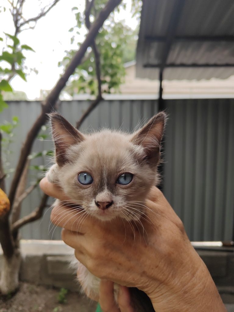 Котятки в добрые руки!