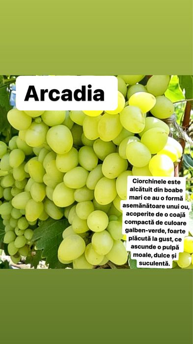 Vita de vie altoita si hibrida