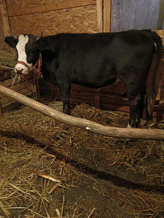 Junincă de vânzare