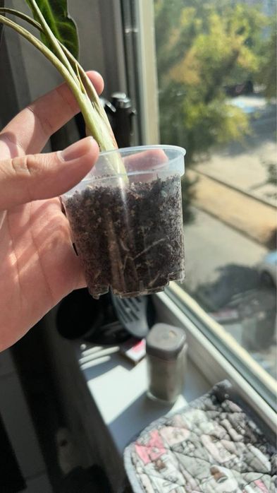 Алоказия Bambino