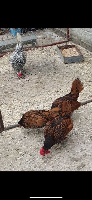 Vand gainuse pitice sebright auriu si argintiu