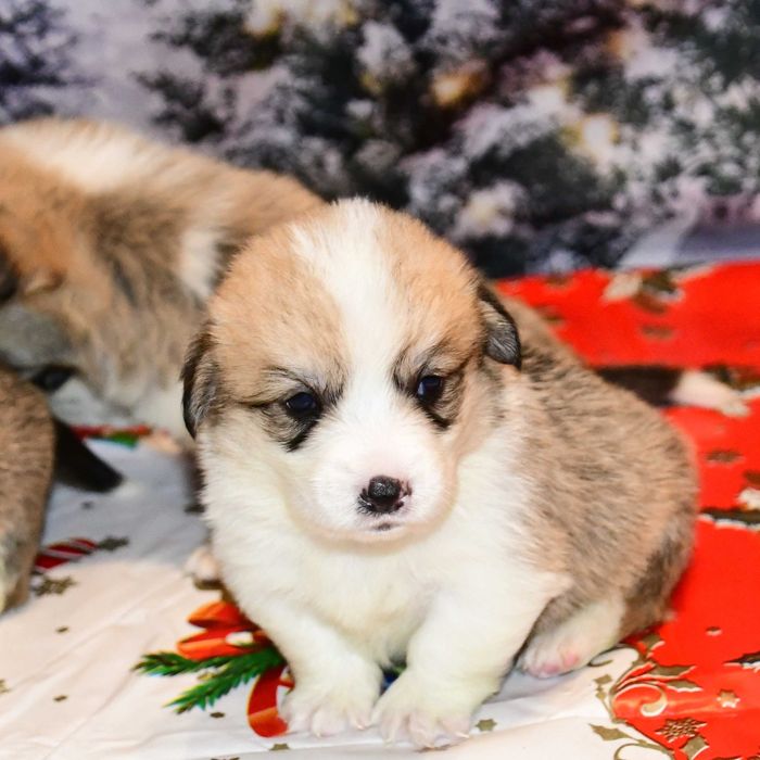 Cățeluș Corgi, vaccinat, microcipat, pedigree tip A