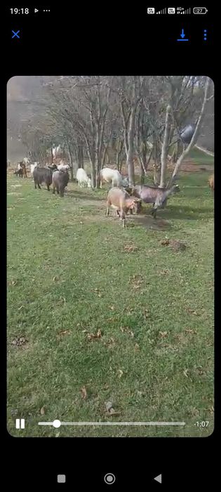 Capre tinere majoritatea la prima și a doua fatare.