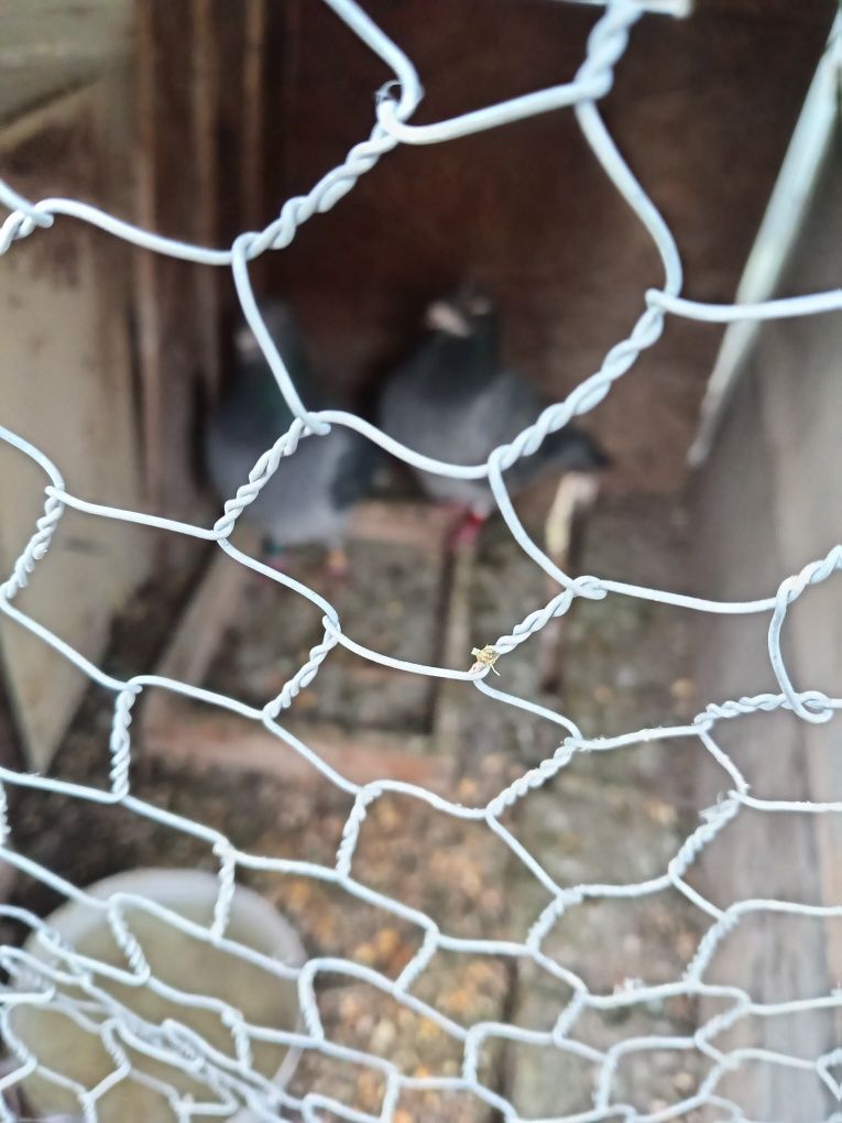 Vând porumbei (mascul) ( femelă)  pentru mai multe detali