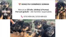 Donez caine metiș ciobanesc german