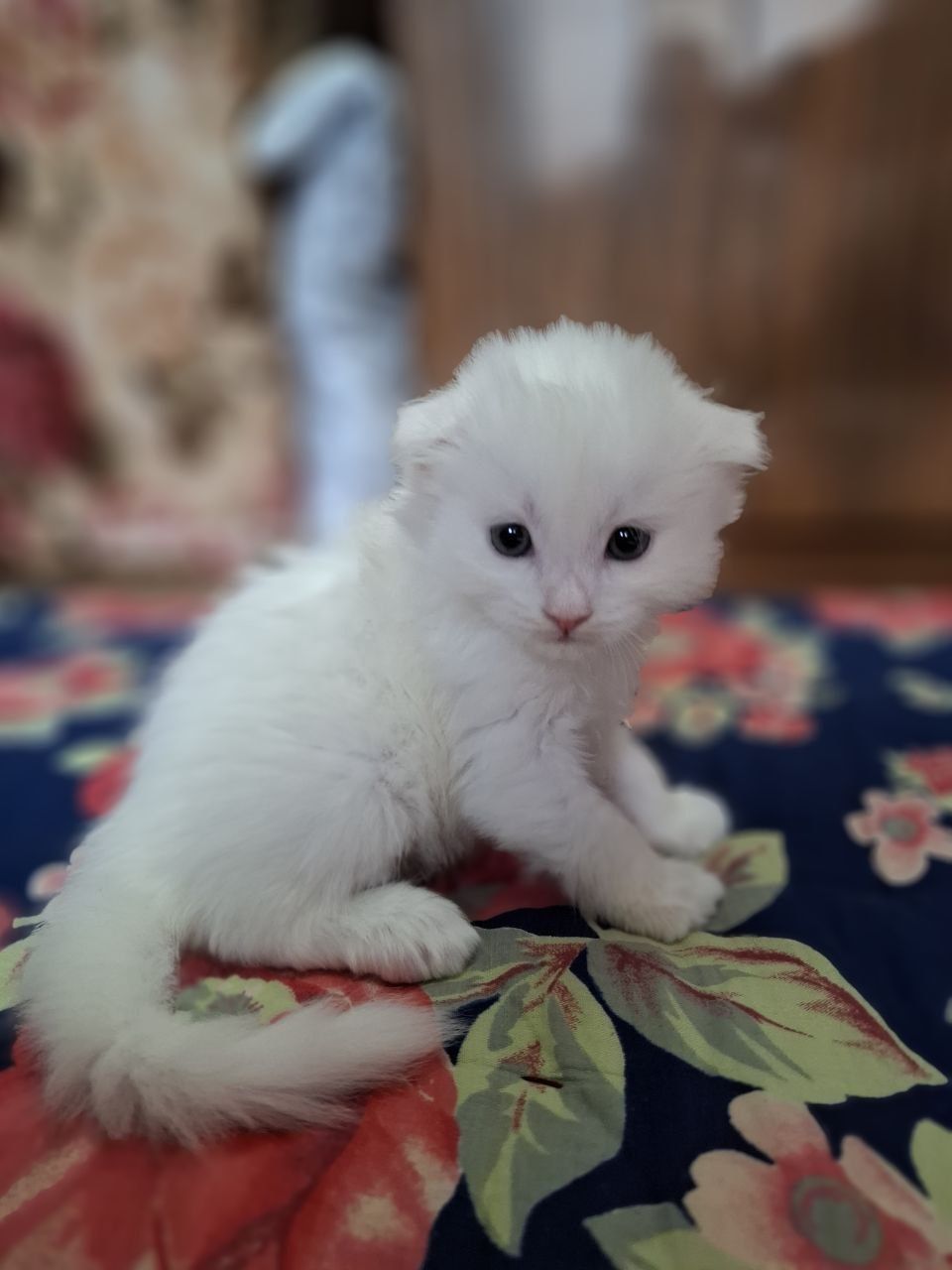 Мушукчалар сотилади