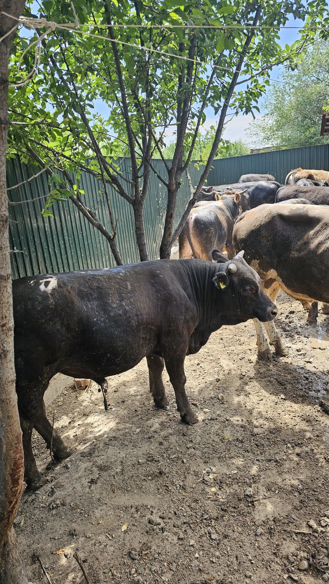Продам 14 голову быков