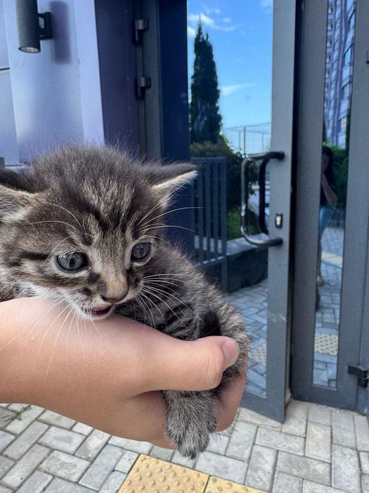 Дом котятам и любящую семью