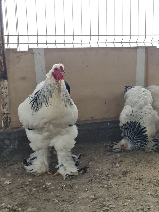 Cocos brahma herminat deschis