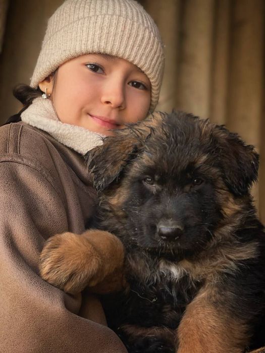 Собака щенок овчарка , мальчик