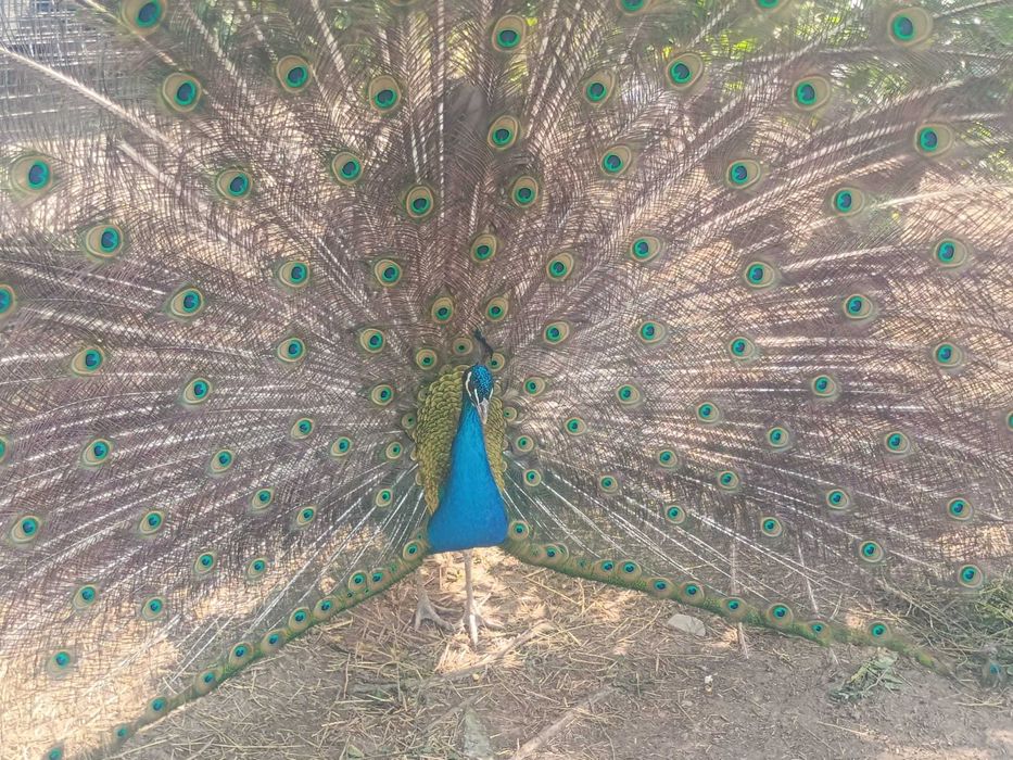 Păuni umăr negru și alb