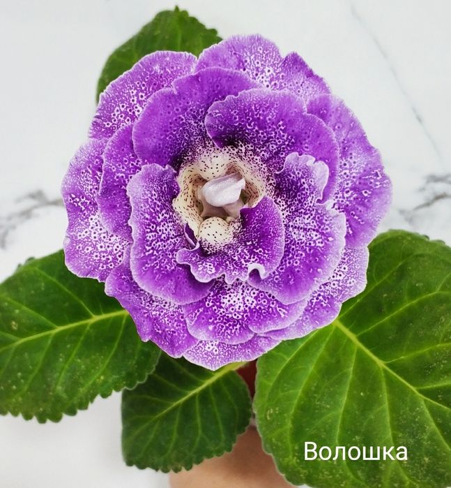 Укоренённые листочки глоксиний