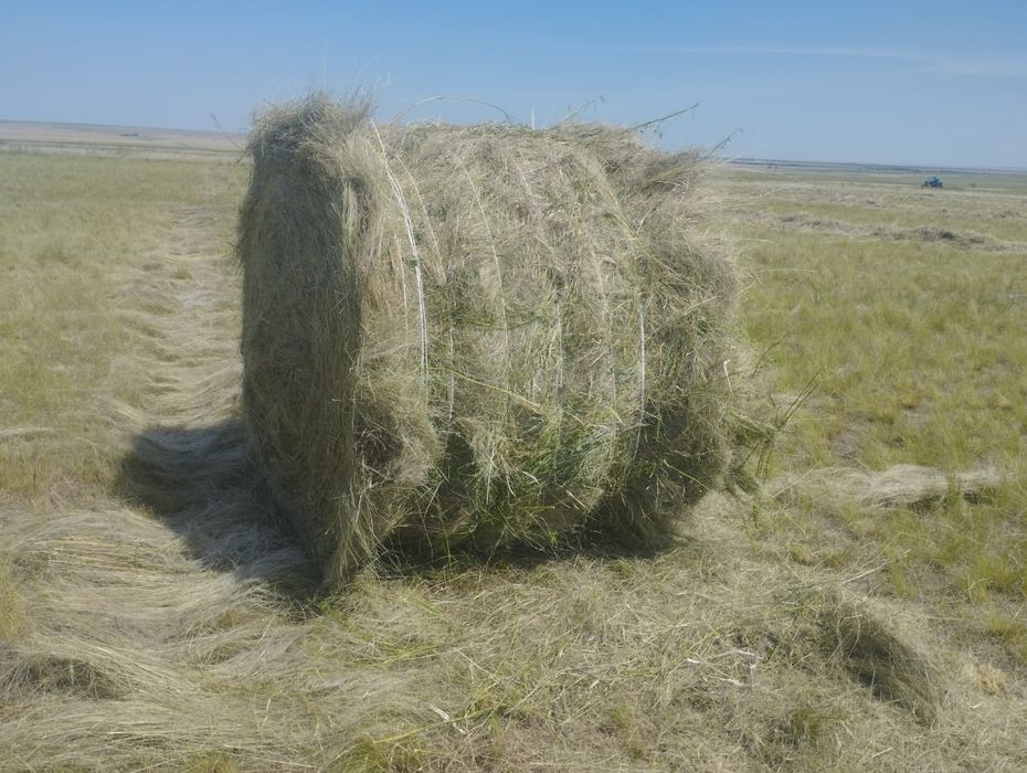 Продам сено разнотравье или обмен на скот