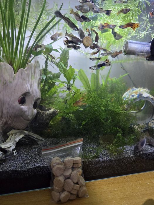 Pastile care se lipesc pe acvariu