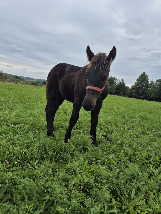 Vând manz negru de 6 luni
