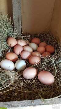 продаются яйца инкубационные домашных  кур.