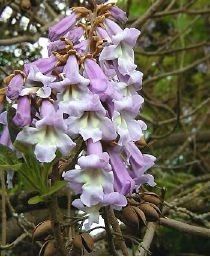 Paulownia Tomentosa (Arborele Printesei )
