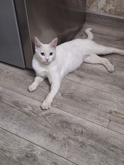 Отдам стерилизованная кошка