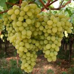 Pomi fructiferi si vita de vie