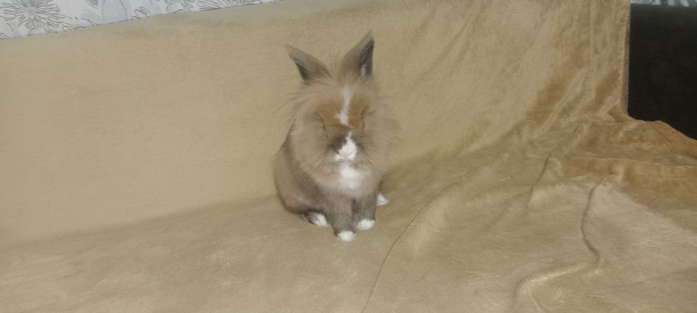 Отдам декоративного кролика львиная голова