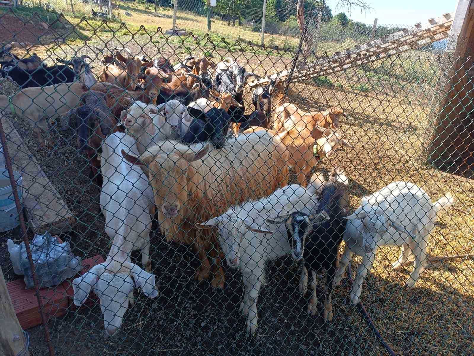 Продавам стадо кози