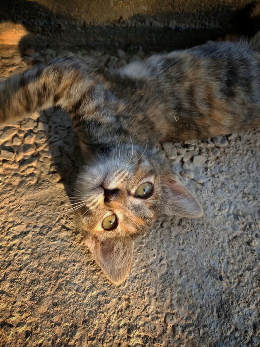 Котёнок в хорошие руки