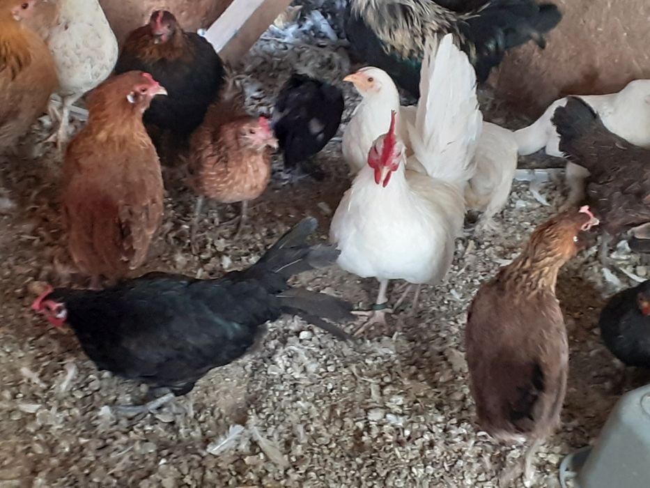 Vând famili de găini pitice cu una sau mai multe puicute