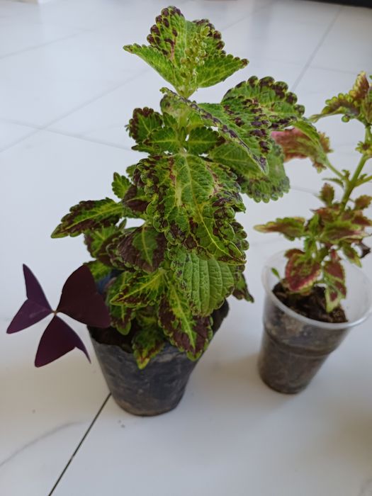 Комнатные растения Жанаконыс