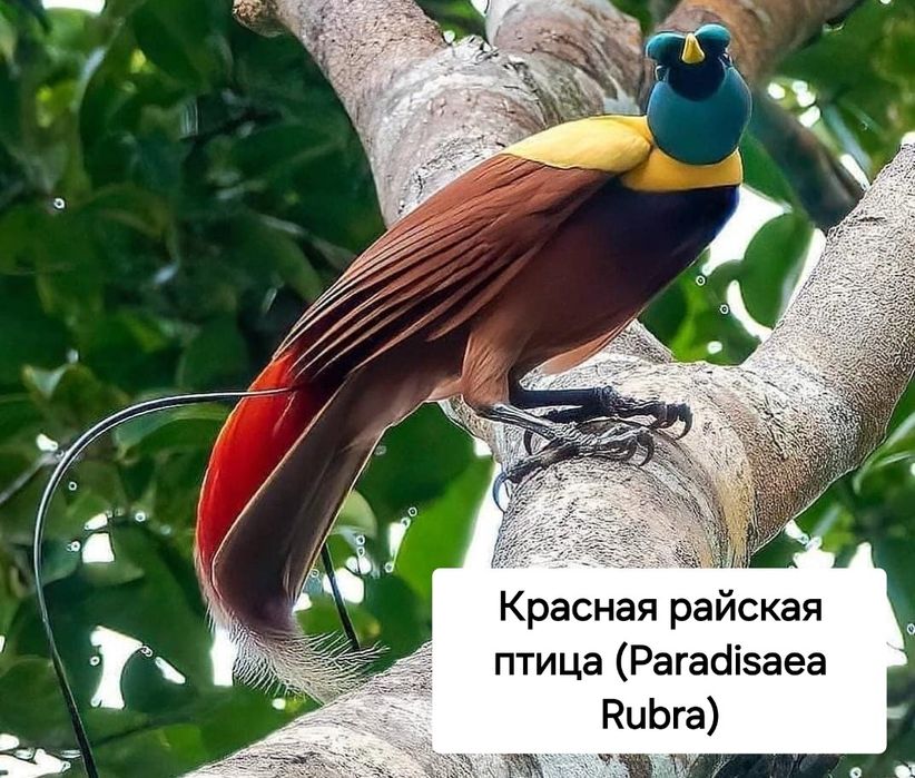 Райская птица и турако, тухум сотилмиди