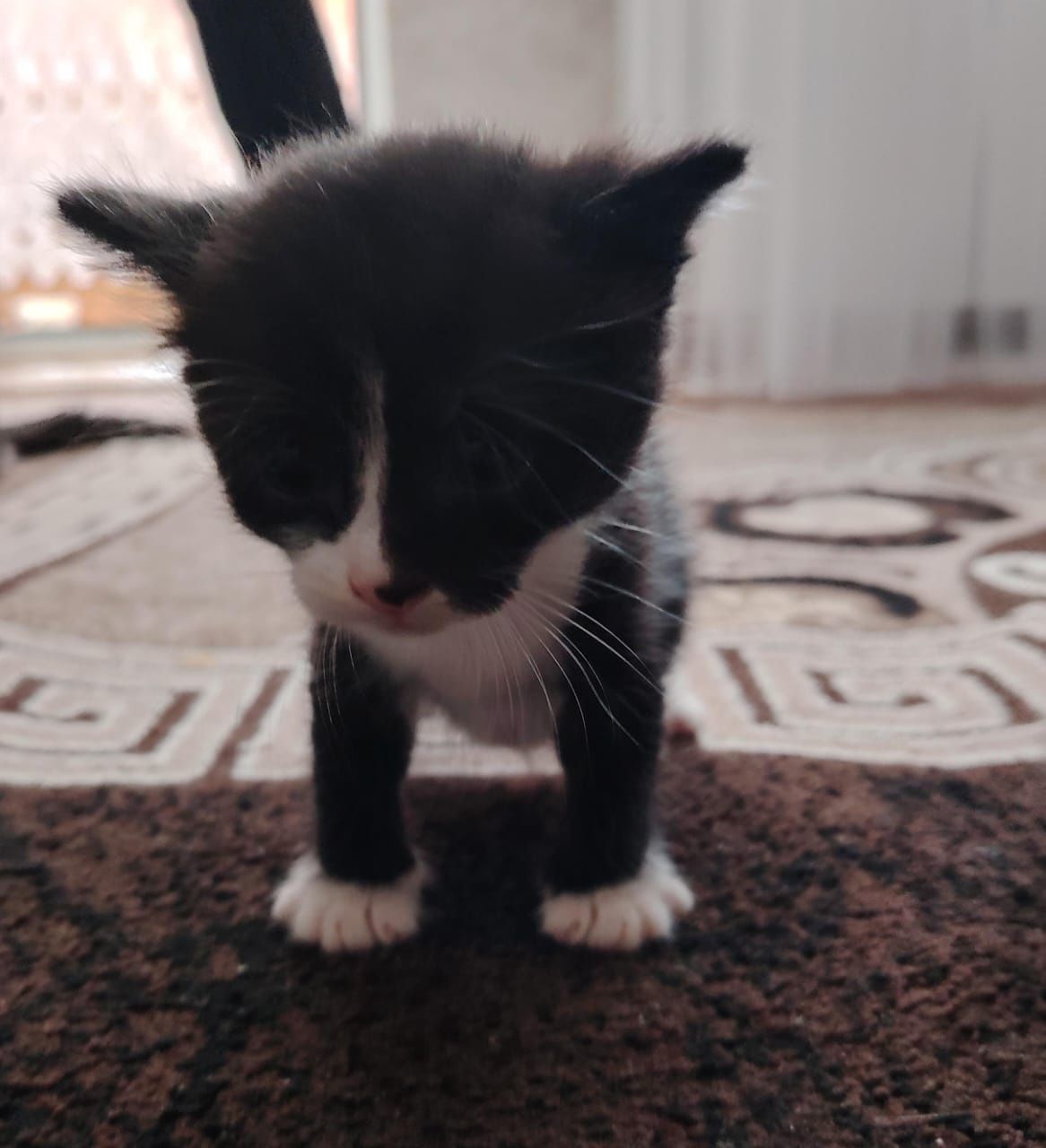 Одам котят даром