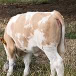 Vițică holstein pe roșu