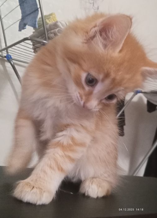 Отдам котят в хорошие и любящие руки руки