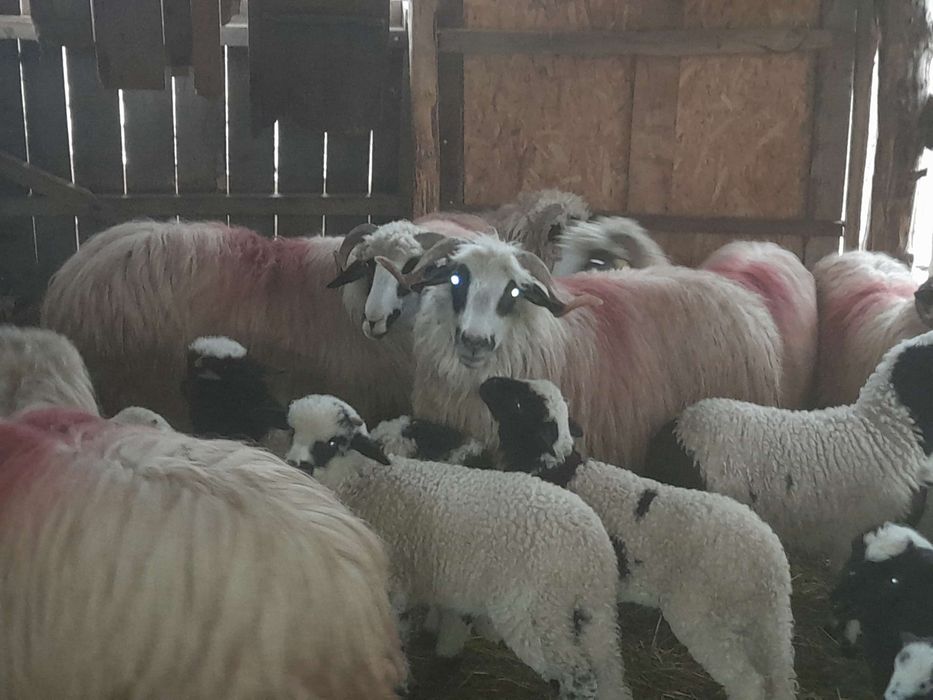 De vânzare 6 oi cu miei
