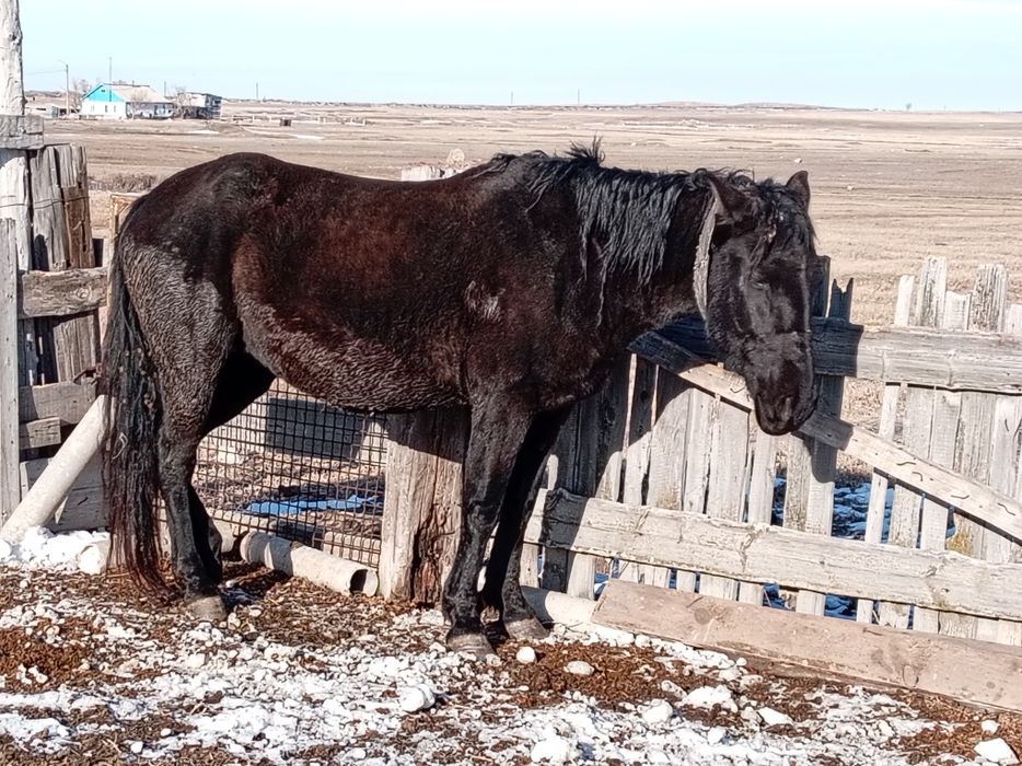 Шестисот тысяч тенге возможен торг