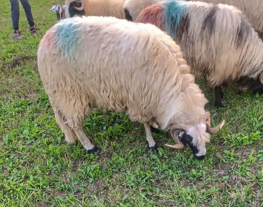 Vând 2 oi, o noatină și un berbec