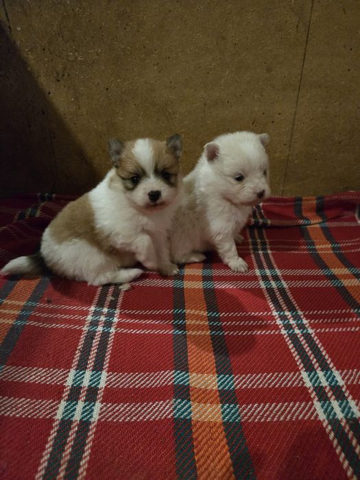 Померан - мини шпиц 3кг.