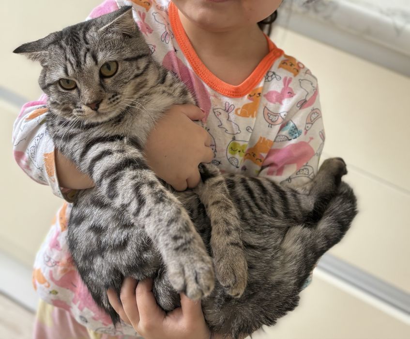 Кошка шотландская