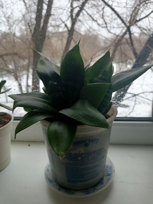 Продам комнатное растение сансиеверия