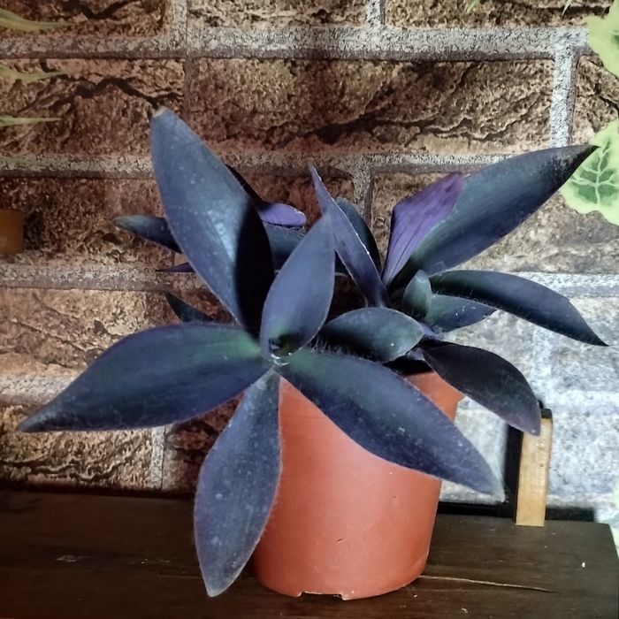 Продам.Сеткрезия.