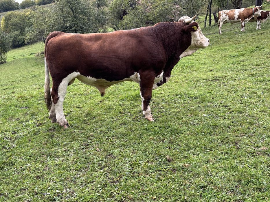 Taur de vânzare bun de montă