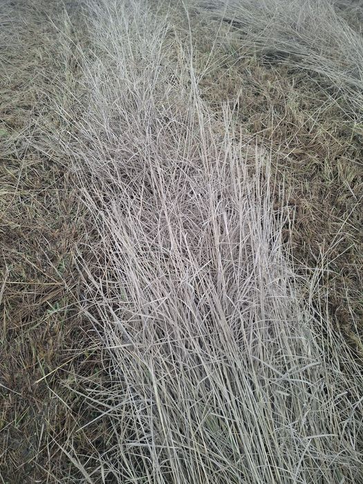 Baloți de fân,iarbă!disponibil 300 de bucăți!!